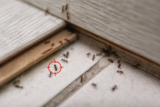 Best Best Pest Control Companies  in Egan, LA