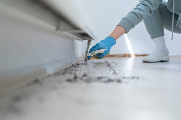 Best Termite Control Services  in Egan, LA